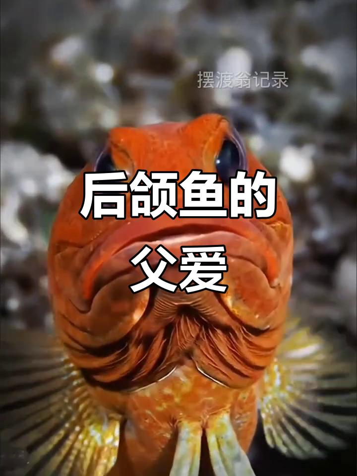 动物界最伟大的父亲,后颌鱼用生命守护下一代