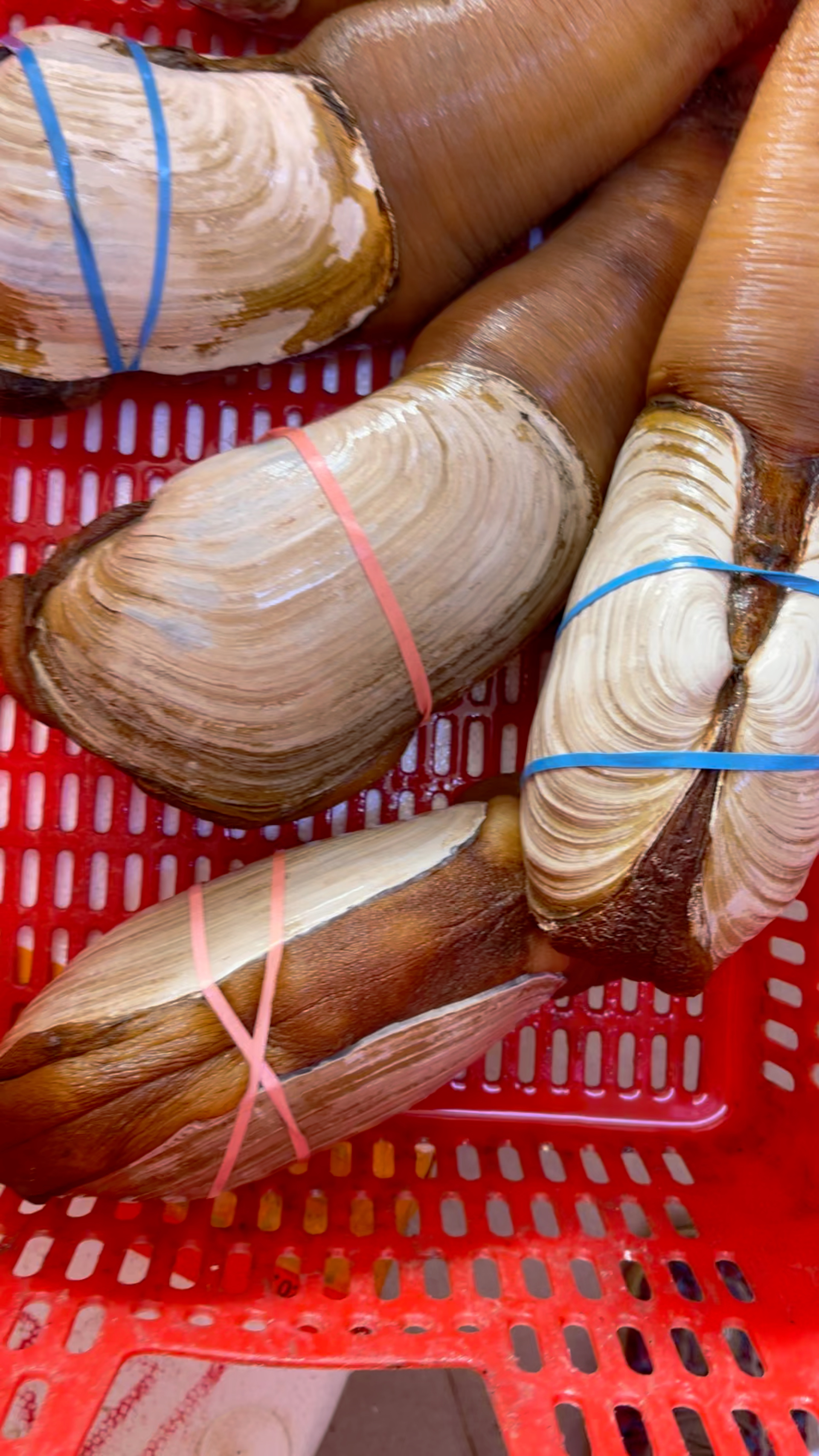 象拔蚌(学名:panopea abrupta):生物名称是