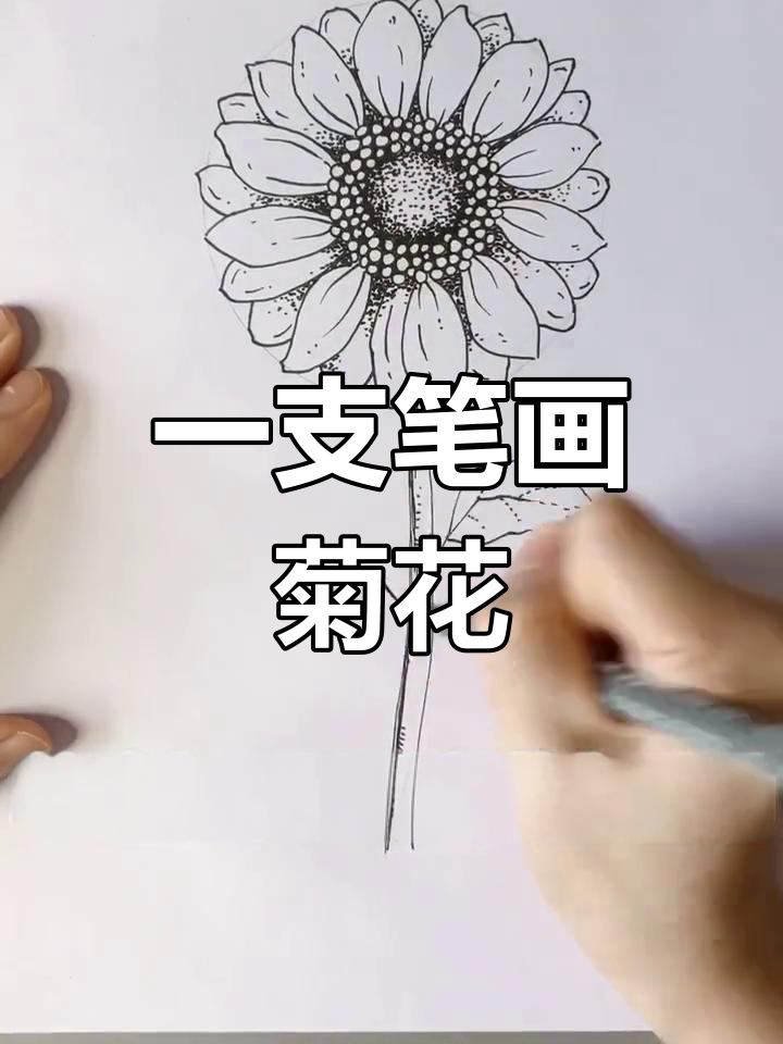 小雏菊简单画法图片