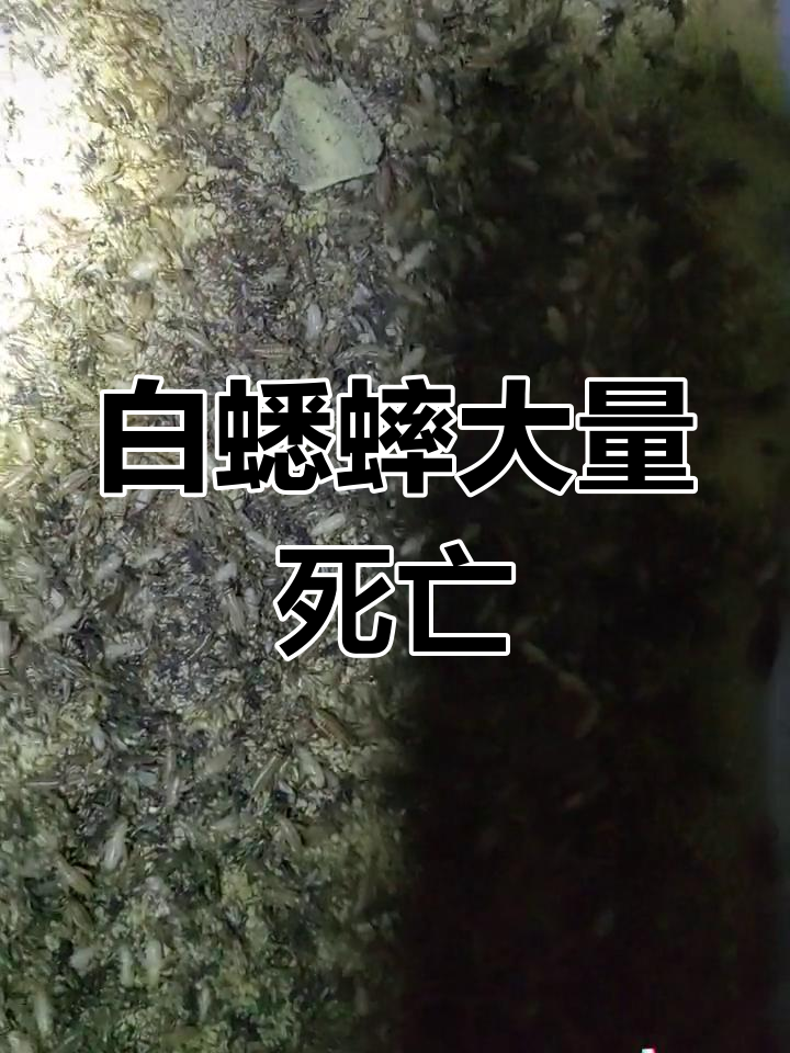 白蟋蟀养殖中批量死亡,损失惨重