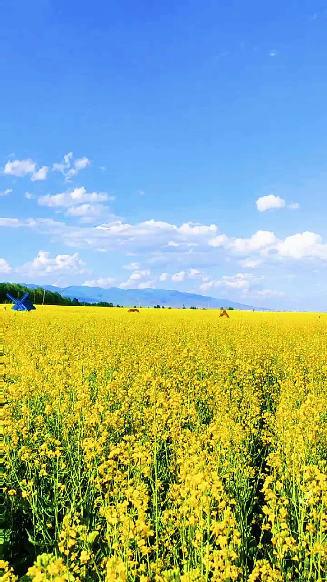 昭苏油菜花盛开的季节 美丽的油菜花 新疆伊犁风景