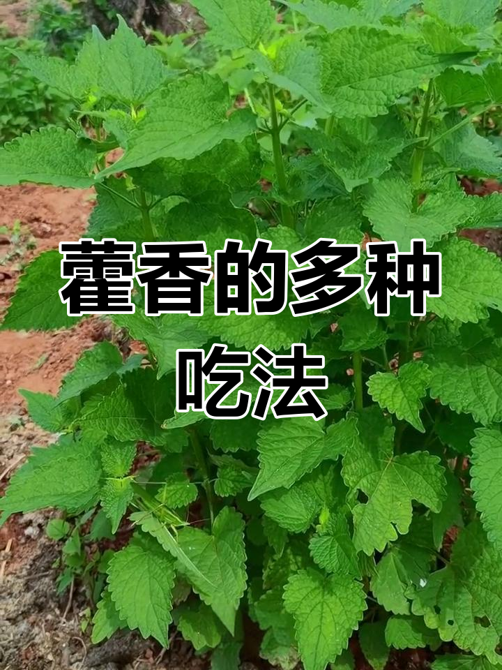藿香在四川叫鱼香,用途广泛,煮菜,泡水皆宜