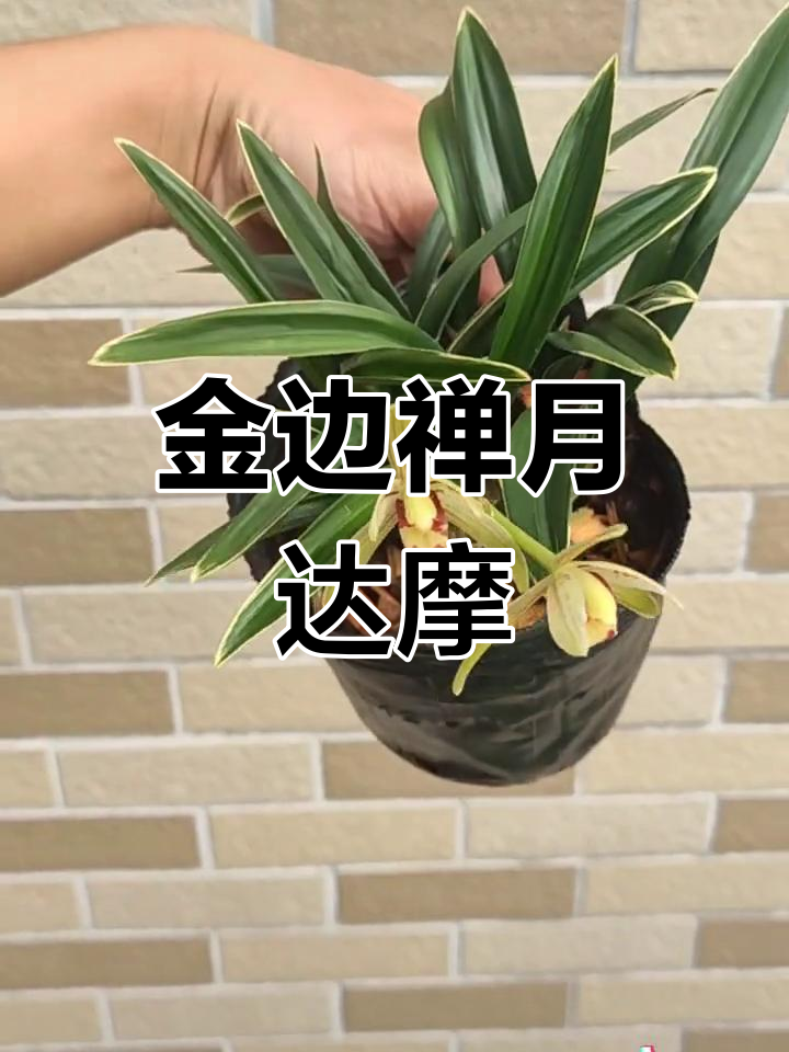 禅月达摩兰花,金边矮种,香气扑鼻