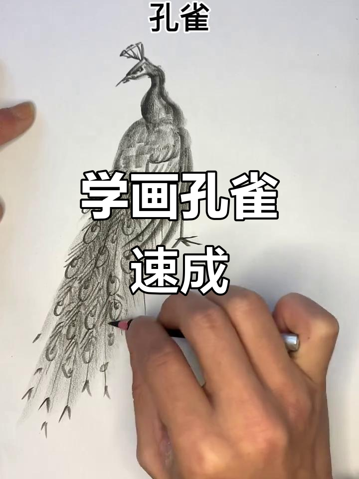 零基础学画孔雀,简单步骤教你轻松掌握