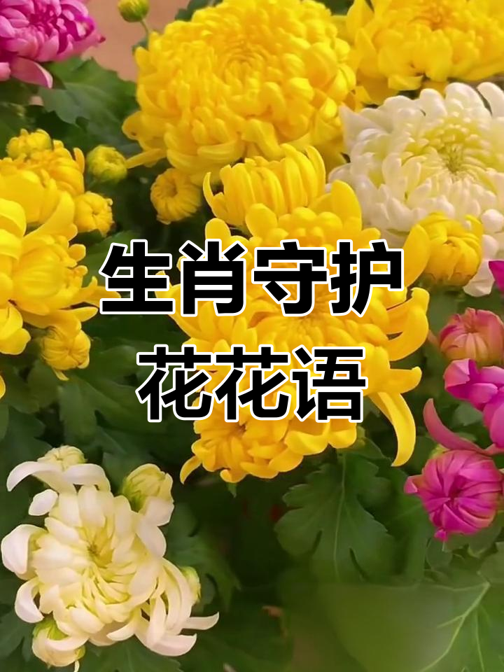 12生肖各属代表花
