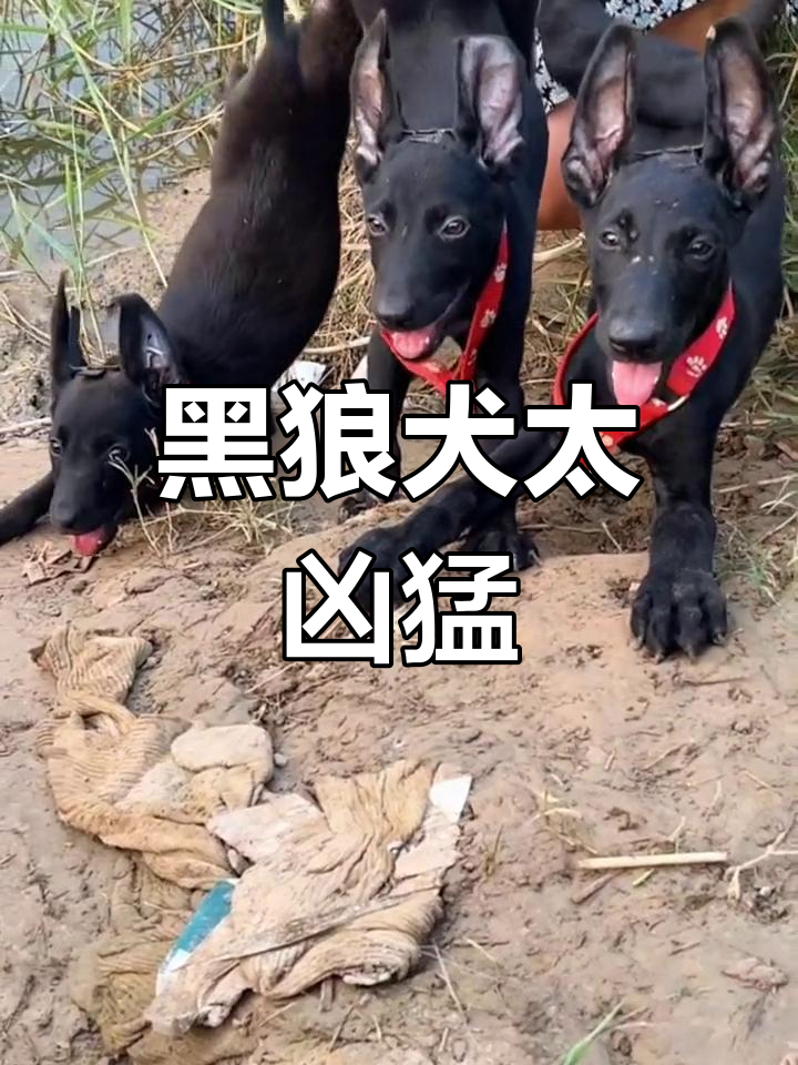 北方巨兽黑狼犬,威猛霸气让人不敢养