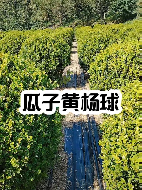 瓜子黄杨球 瓜子黄杨球基地 小叶黄杨球 小叶黄杨精品 苗木供应