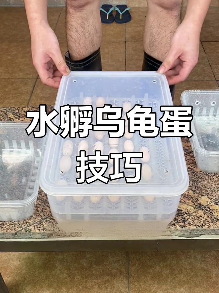 新手龟蛋孵化教程图片