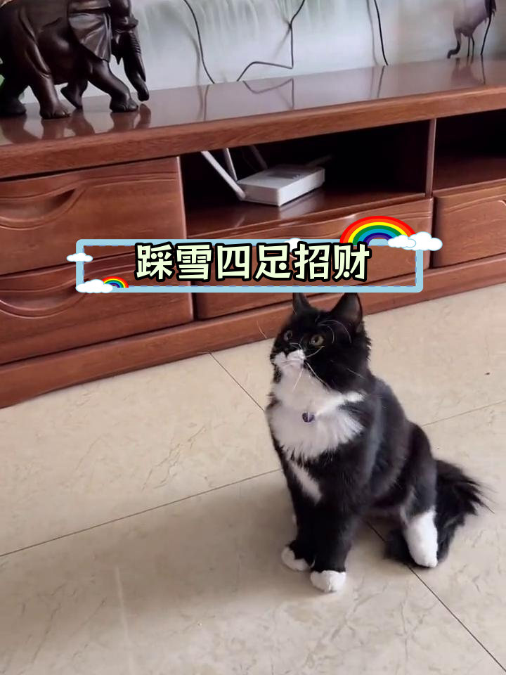 四脚踏雪的猫什么寓意图片