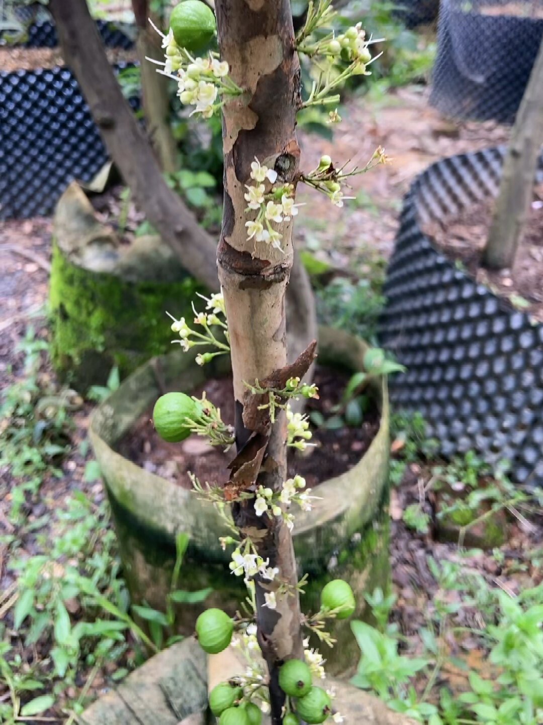 四季好物 6.27巨红钻嘉宝果爆花爆果-度小视