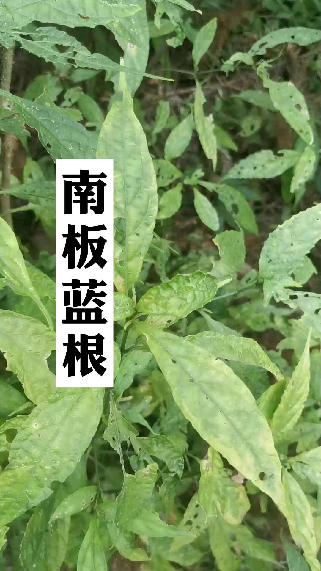 南板蓝根是名副其实的板蓝根