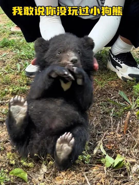 我敢说你没玩过小狗熊 今天在青州九龙峪景区动物园,看到了这个呆萌的