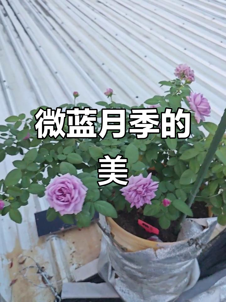 微蓝月季的美丽与魅力