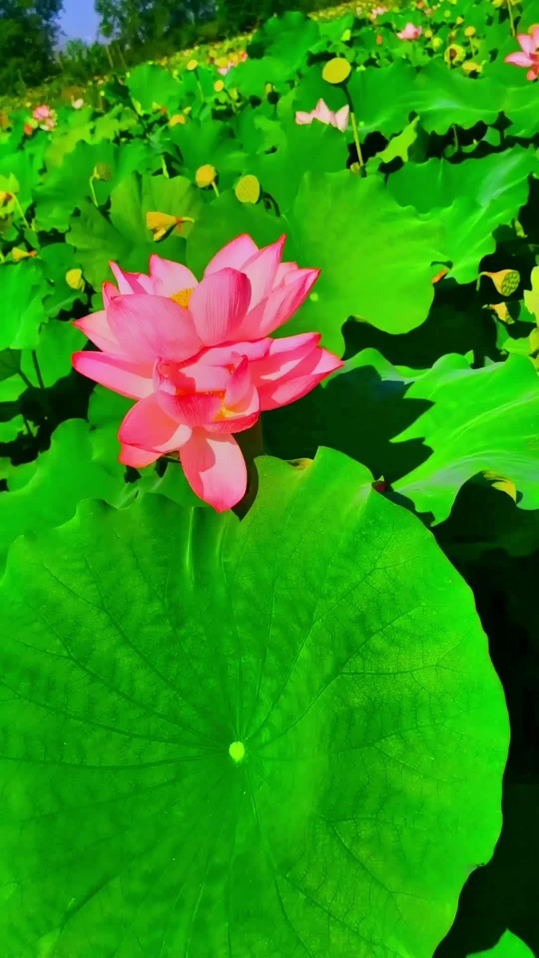 夏日荷花 荷塘美景 一起享受大自然的美