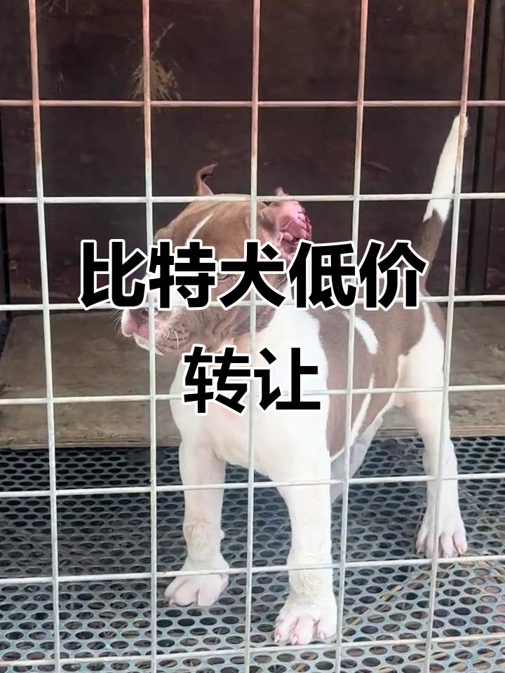 300元转让猎犬,比特犬等你来领养