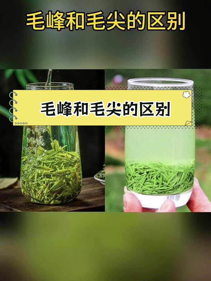 毛峰与毛尖的三大区别,你了解吗?