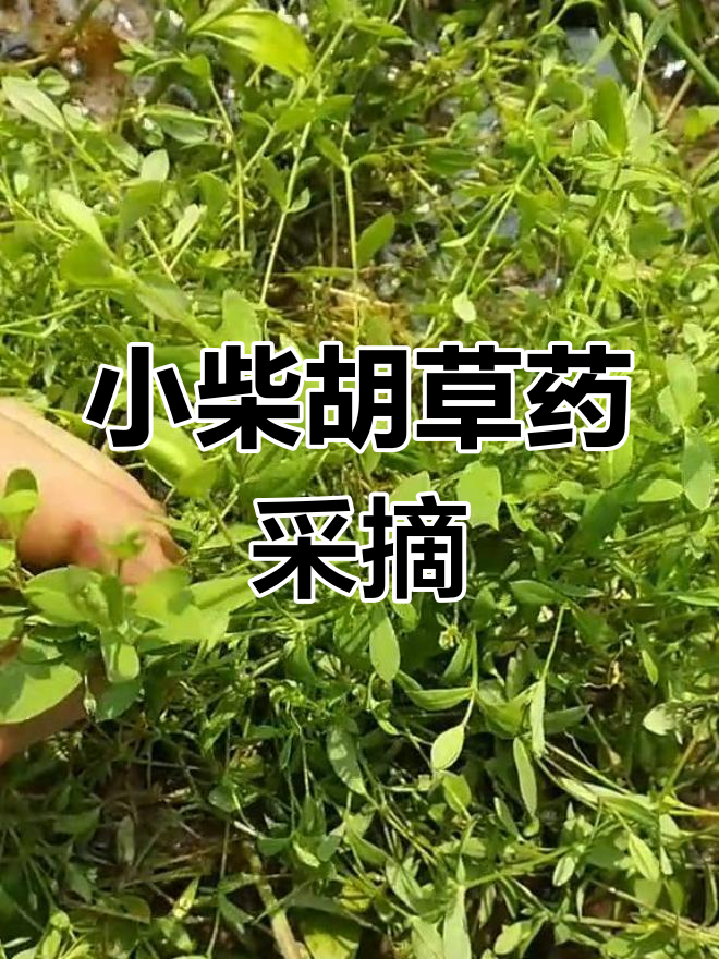 山上采药:小柴胡清热解毒