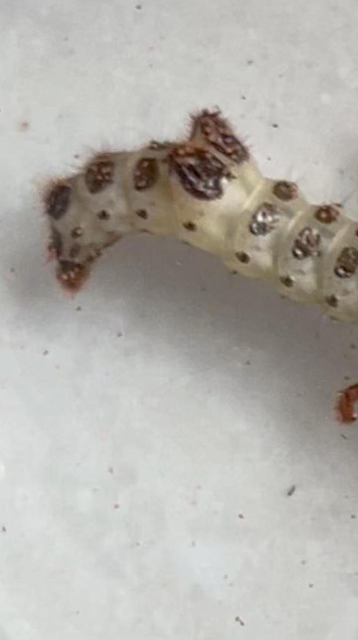 暴君大王虎甲幼虫,准备进入最后一龄前的某次记录