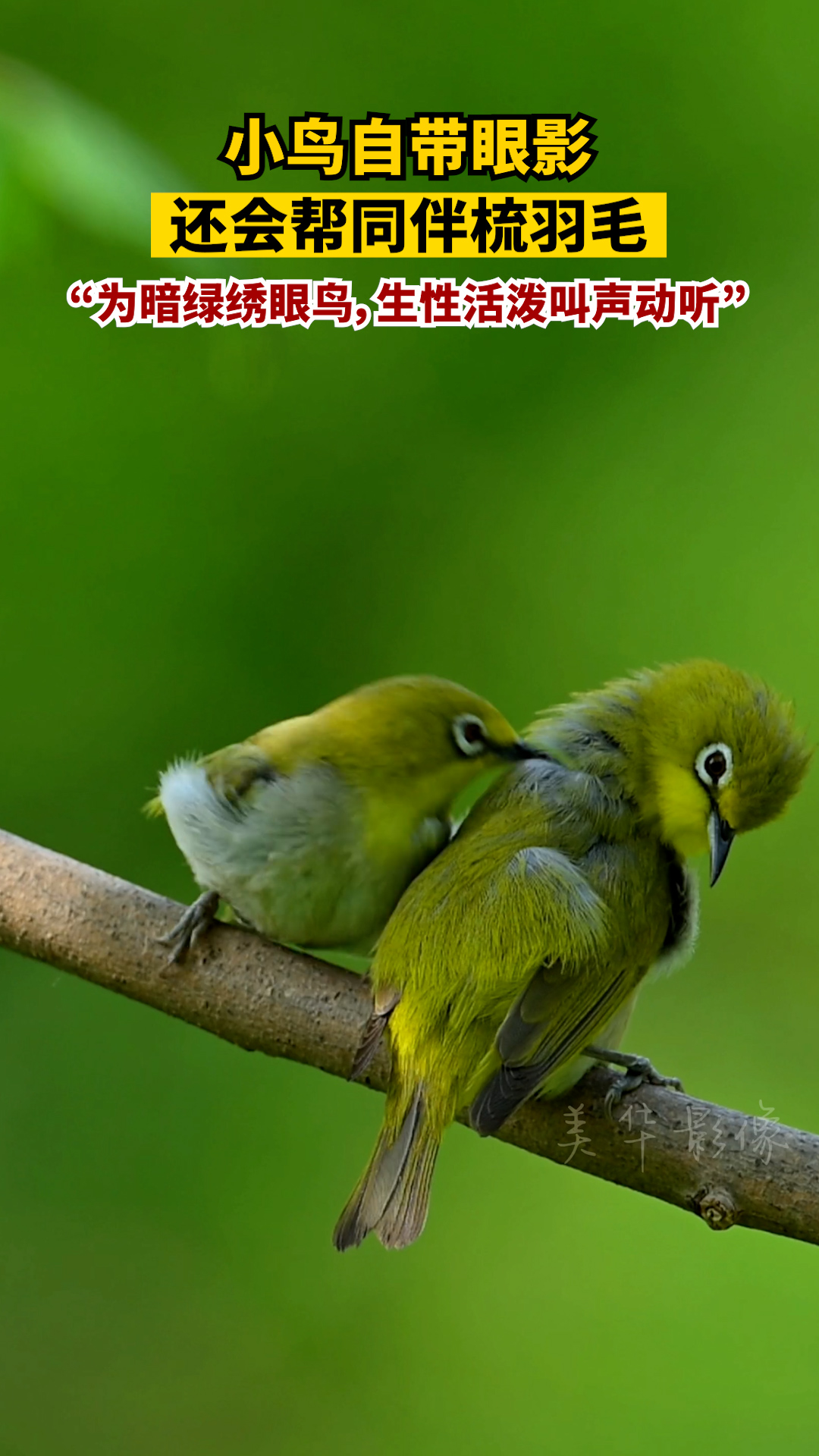 小鸟自带眼影还会帮同伴梳羽毛为暗绿绣眼鸟生性活泼叫声动听