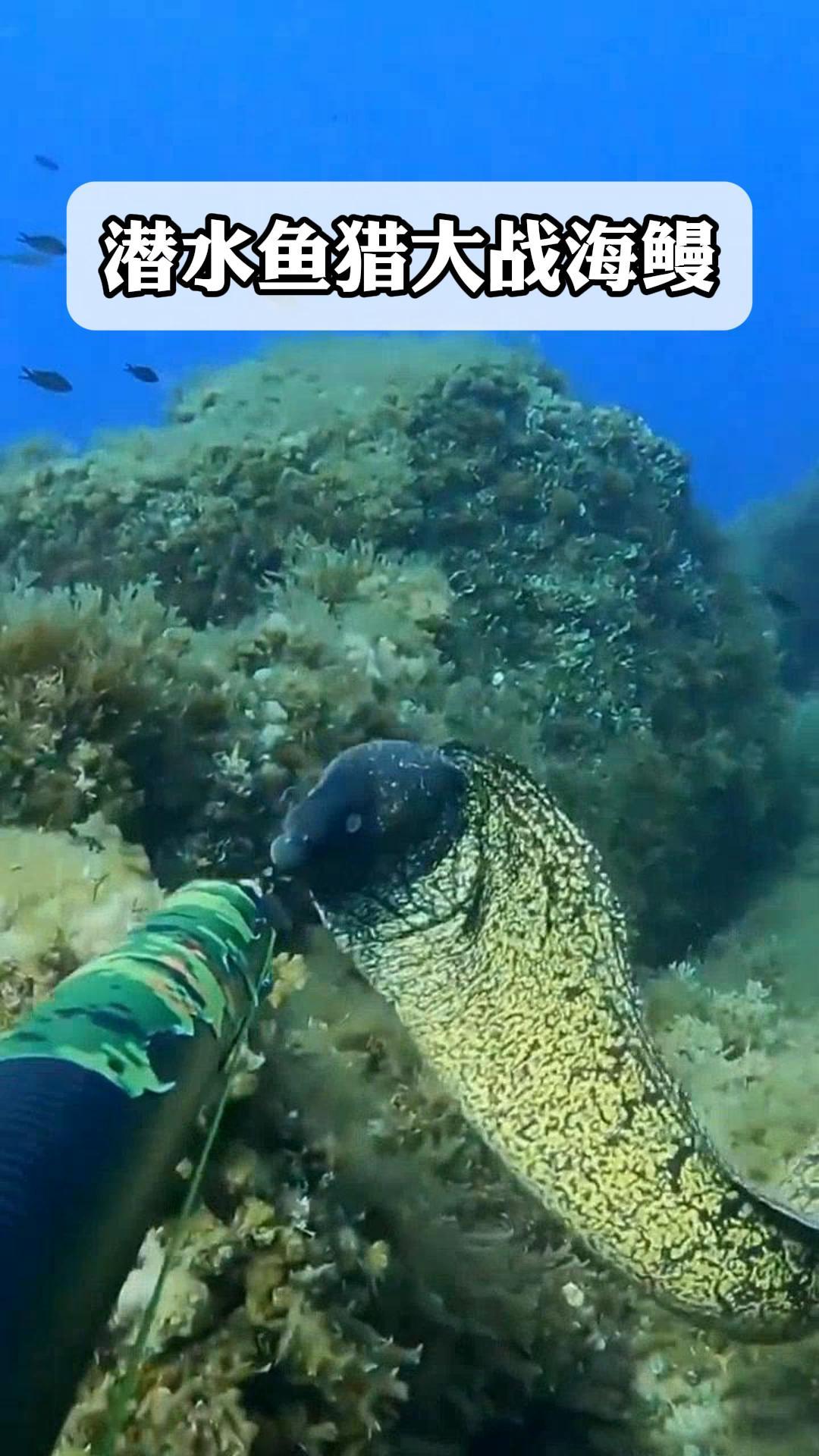 潜水鱼猎大战海鳗