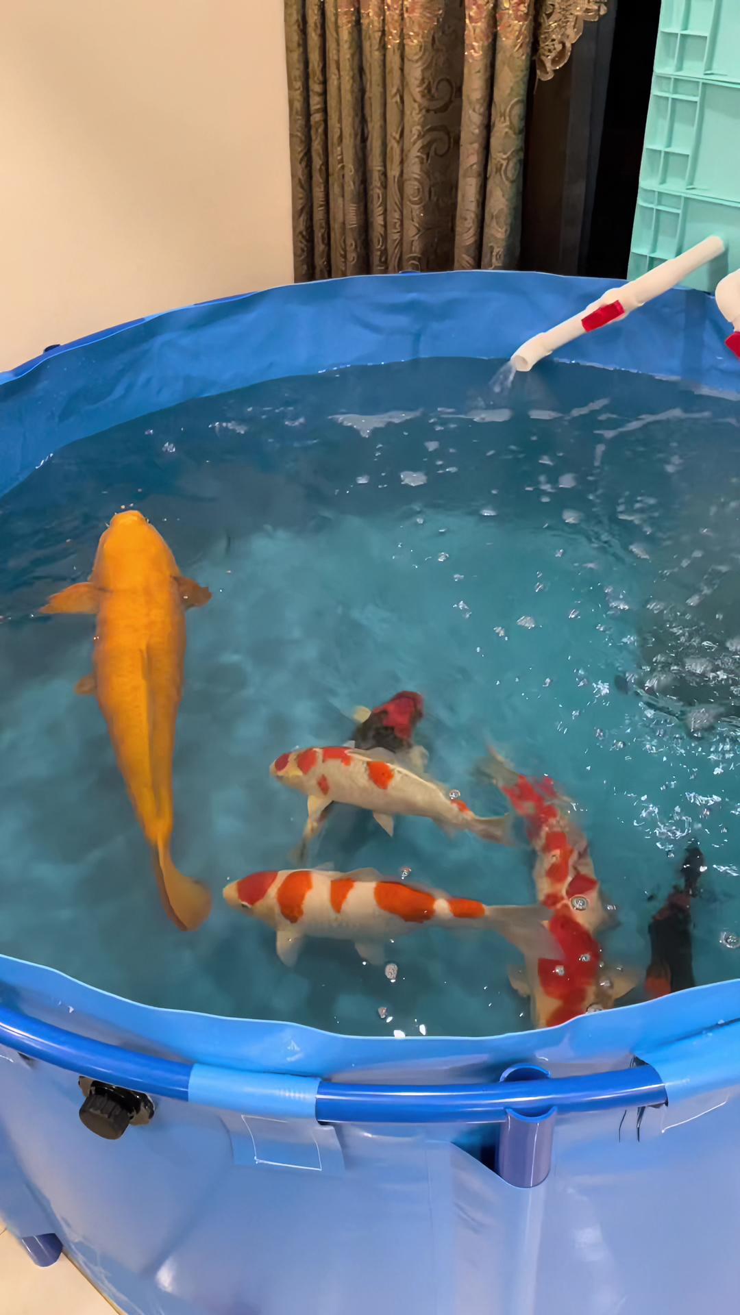 锦鲤帆布池暂养池困水池!养鱼日记 锦鲤