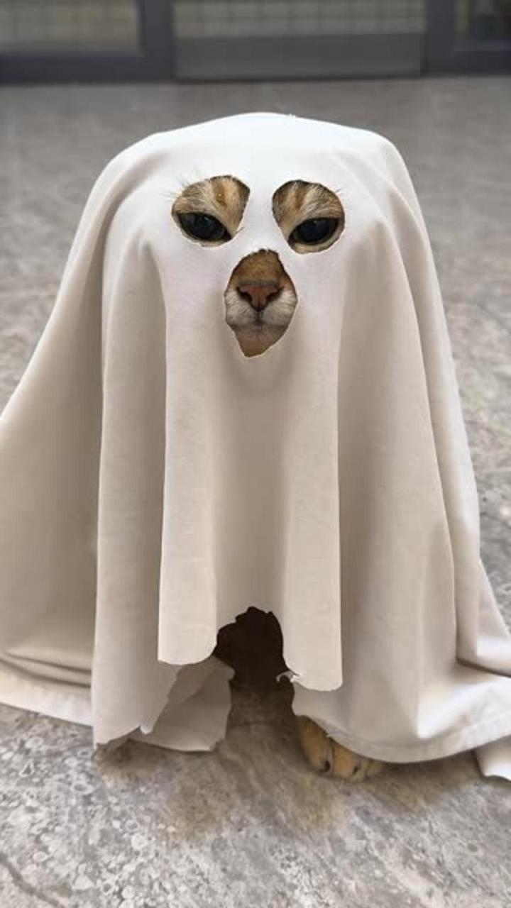 幽灵猫来咯～,我家可爱鬼