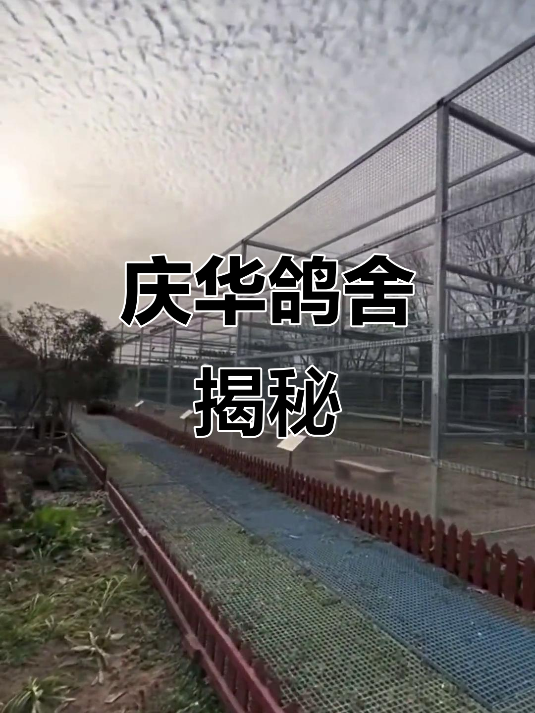 庆华鸽舍震撼登场,鸽子自由飞翔,规模超乎想象!