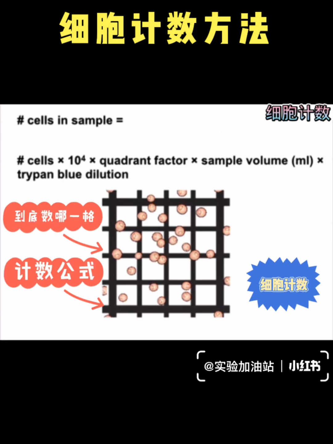 「细胞计数」细胞计数板如何使用