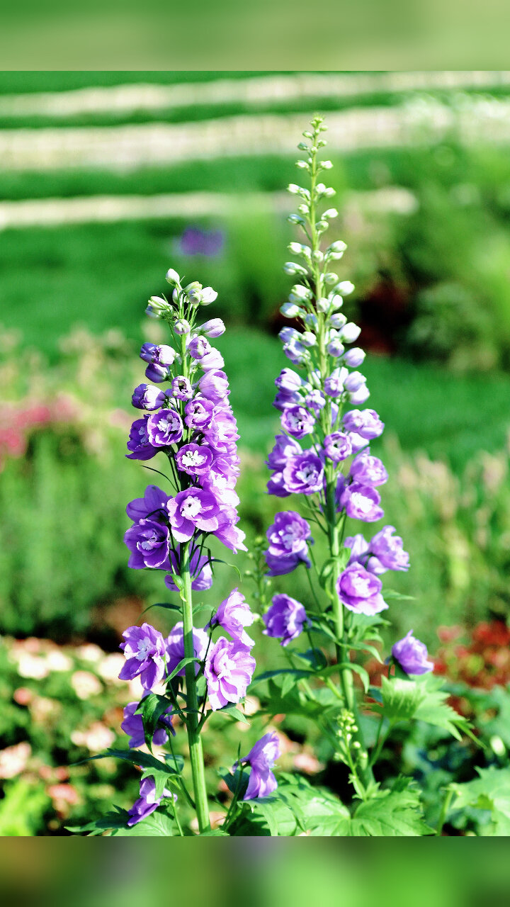 飞燕草,别名:千鸟花;花语:清净,自由,正义