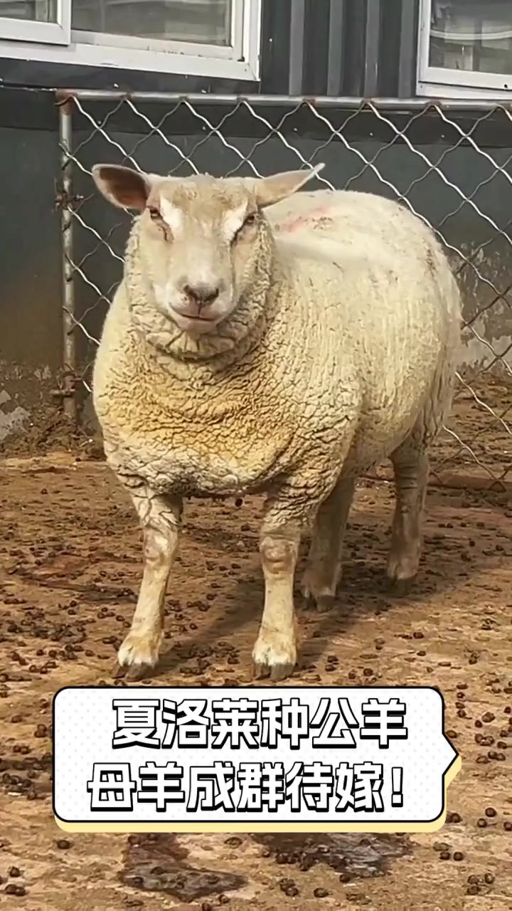 夏洛莱种公羊,母羊成群待嫁!