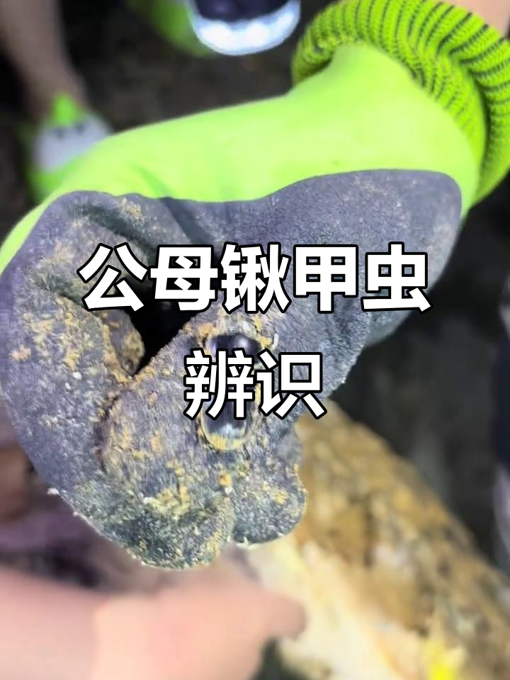 锹甲虫公母大揭秘,硬壳不怕!