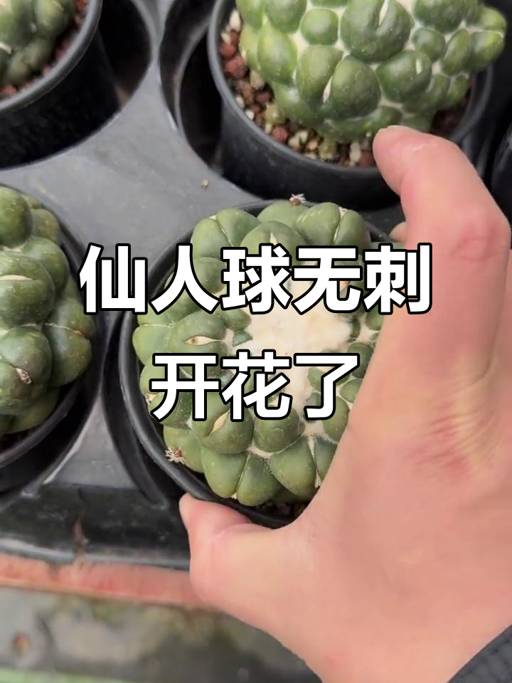 无刺象牙仙人球开花,美丽又安全