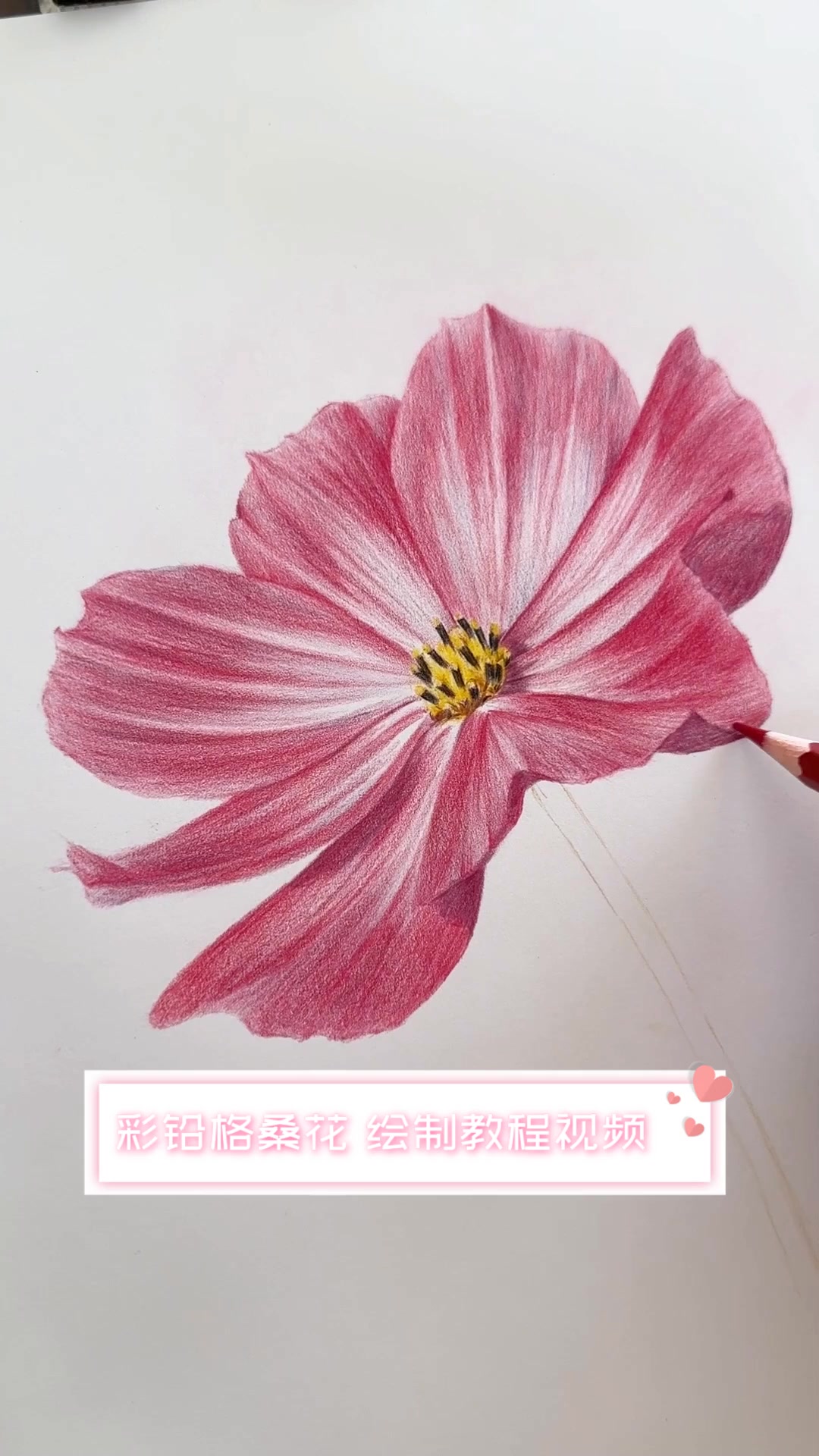 彩铅格桑花,绘制教程视频