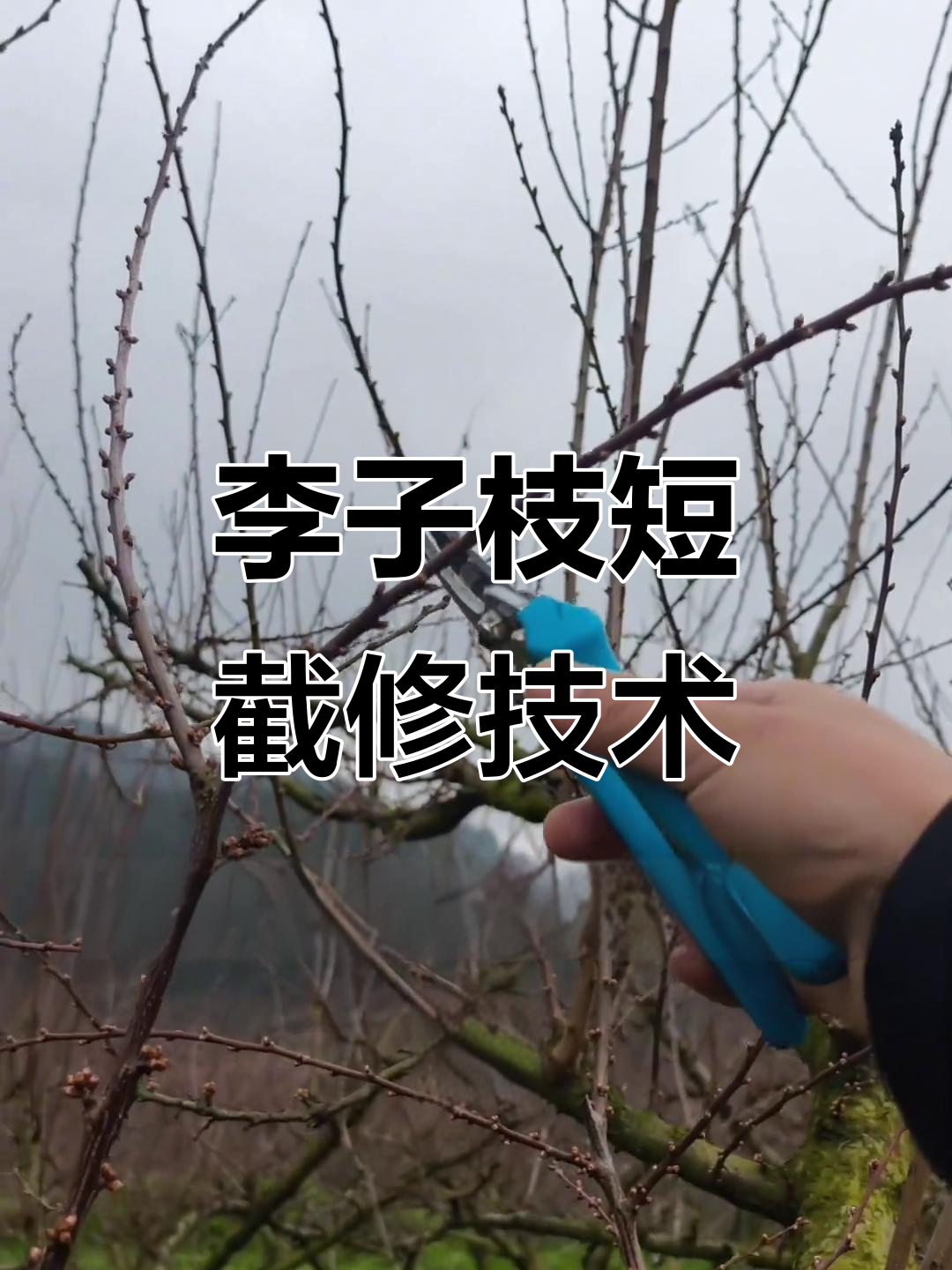 金氏李子枝条修剪技巧,如何避免冒大条