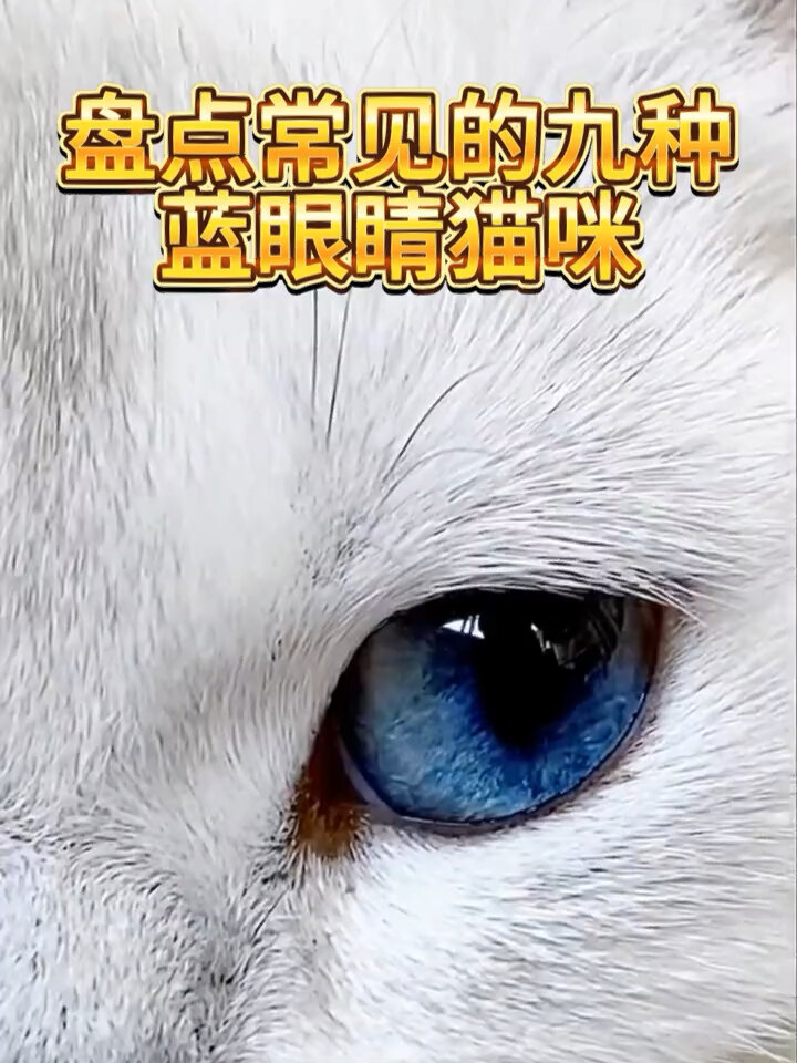 蓝眼睛的猫咪种类图片