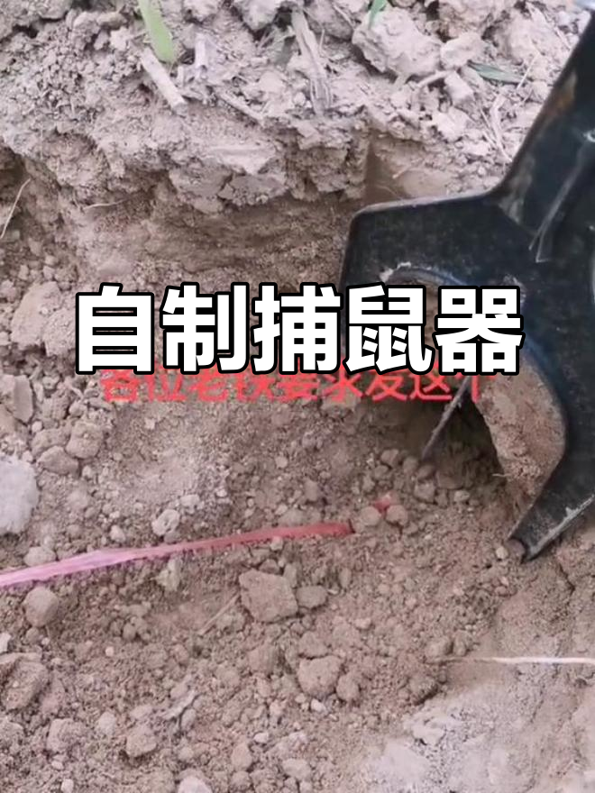 轻松制作简易捕鼠工具