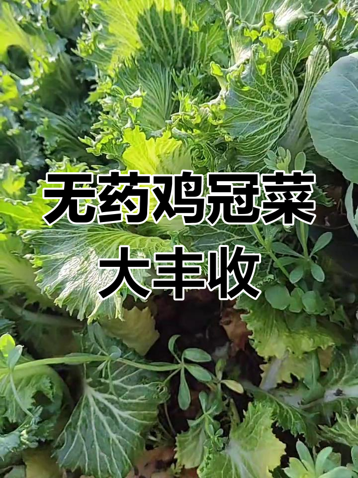 鸡冠菜丰收,无农药更健康