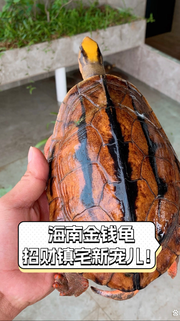 海南金钱龟,招财镇宅新宠儿!