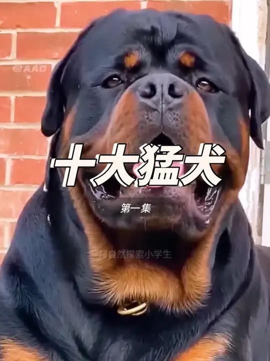 这些狗可以被称之为地球上最可怕的十大恶霸犬 恶霸犬 猛犬 瓜子