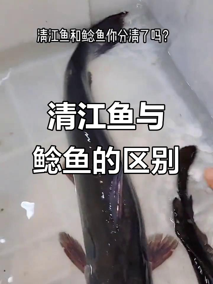 清江鱼,鲶鱼和鲈鱼的差别,你了解吗?