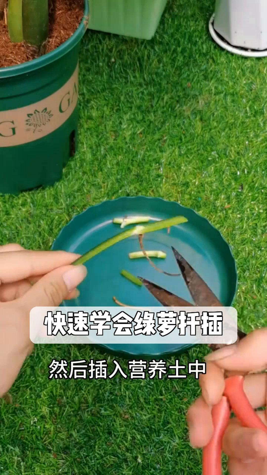 快速学会绿萝扦插