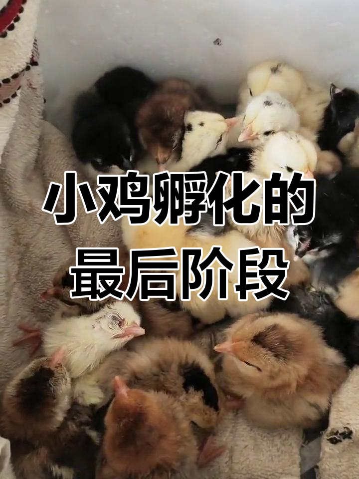 22天鸡蛋孵化成小鸡,育雏脱温全过程揭秘