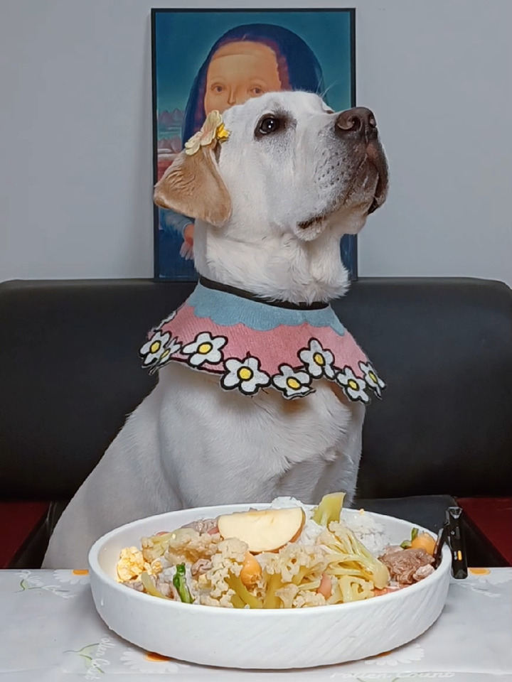 狗狗吃播 干饭狗的日常