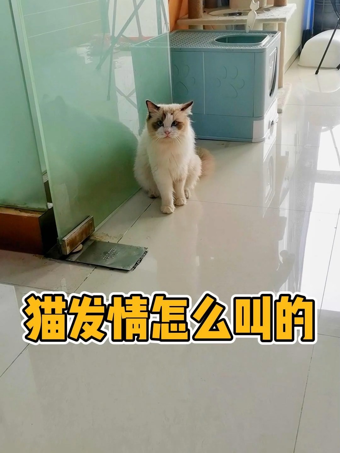 来听听布偶公猫发情的叫声,有点凄惨啊