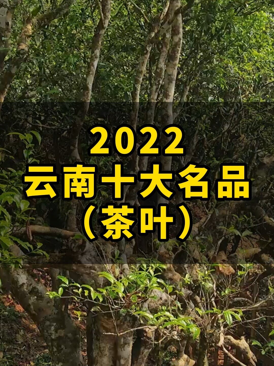 2022年雲南十大名品(茶葉)