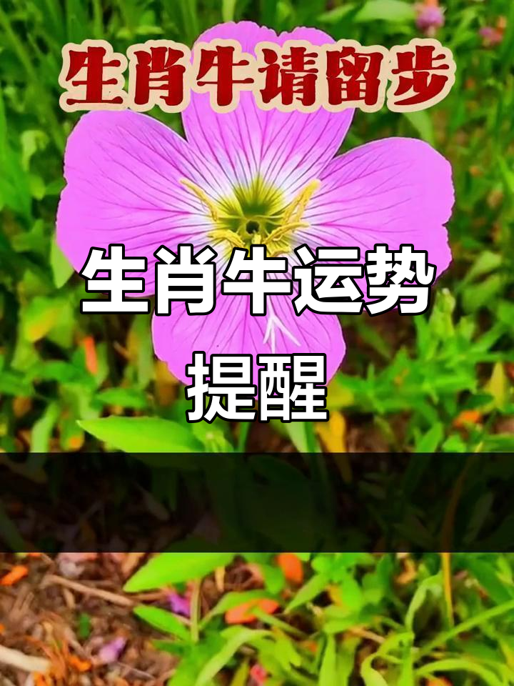 生肖牛2000年运势怎样(2000生肖龙牛年运势)