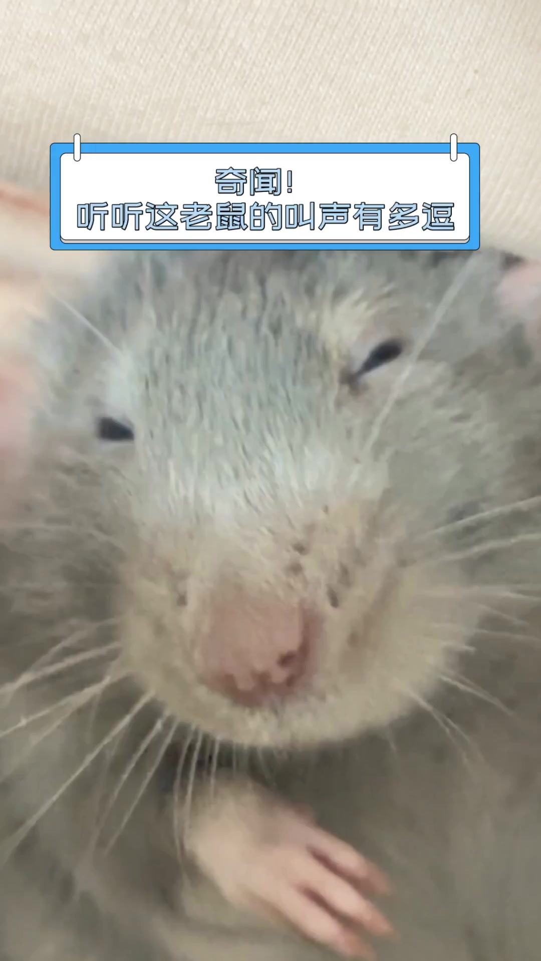 奇闻!听听这老鼠的叫声有多逗