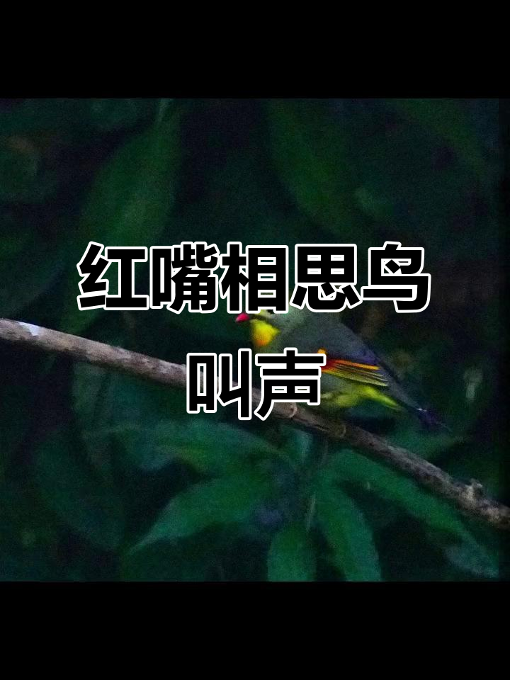 红嘴相思鸟的独特叫声,你听过吗?