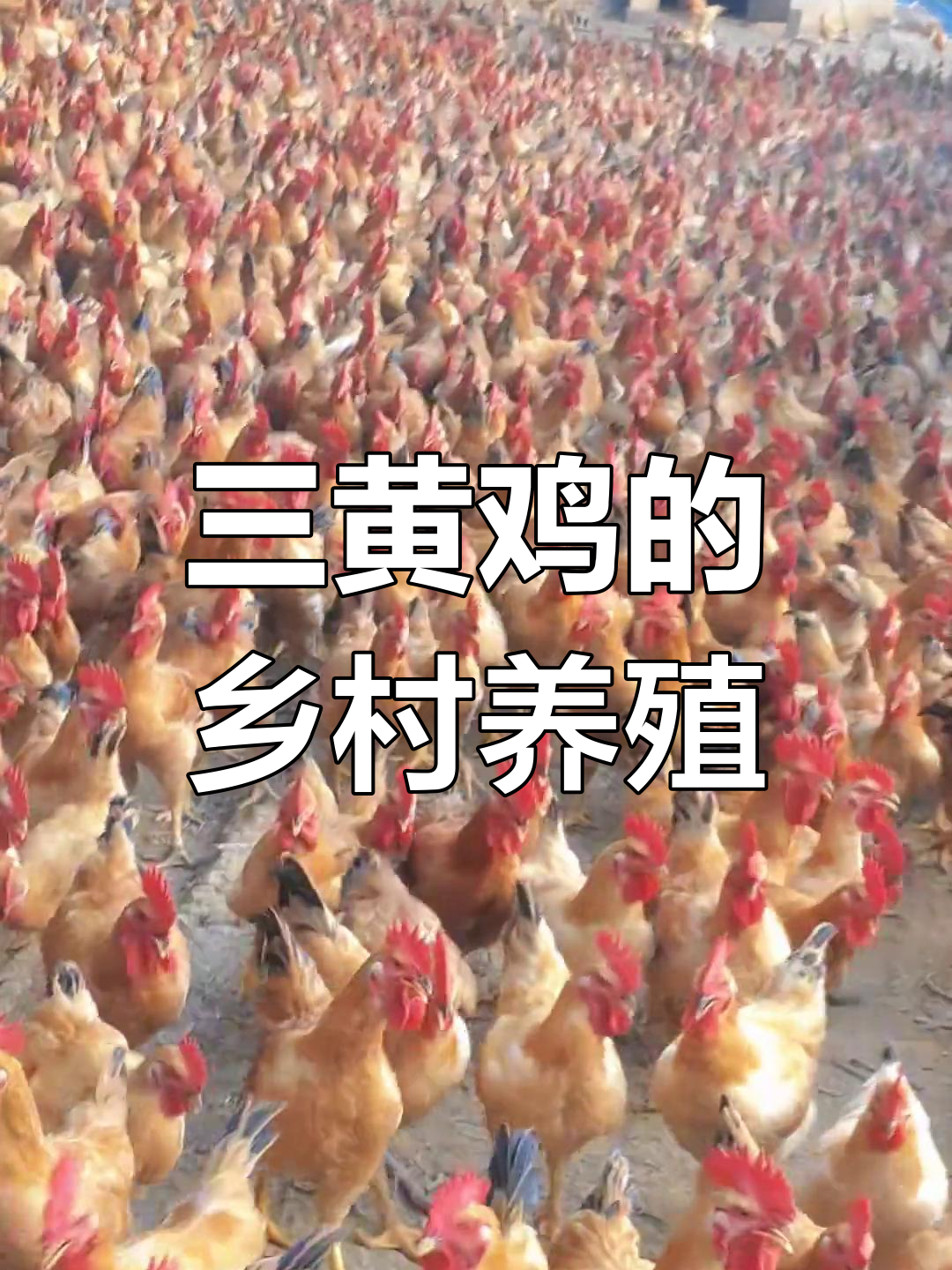 山里搞养殖生意能做吗(山里搞养殖的前期需要准备哪些?)