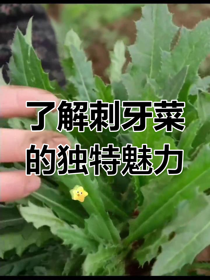 刺牙菜:一种带锯齿的植物,火锅必备干货
